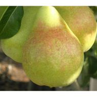 Саджанець Груша Дельбарью РХ в контейнері